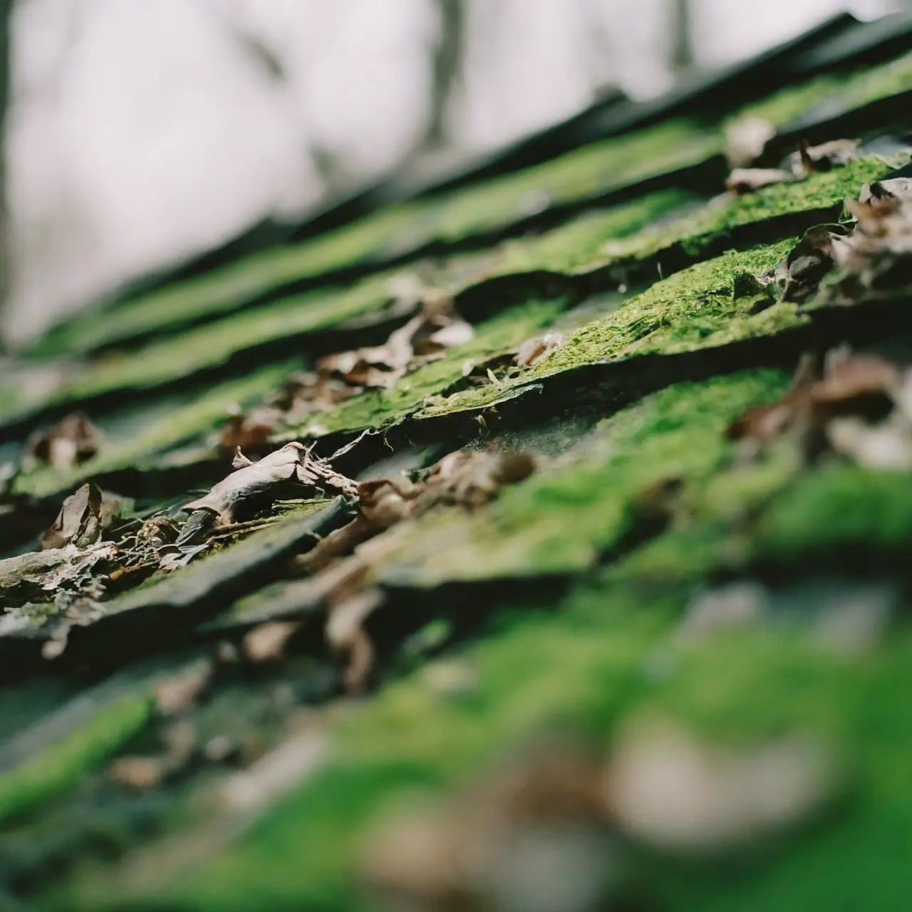 A weathered roof with moss and fallen leaves on shingles. 35mm stock photo