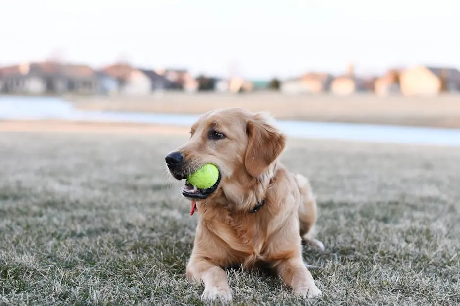 Golden Retriever Lying on Green Grass