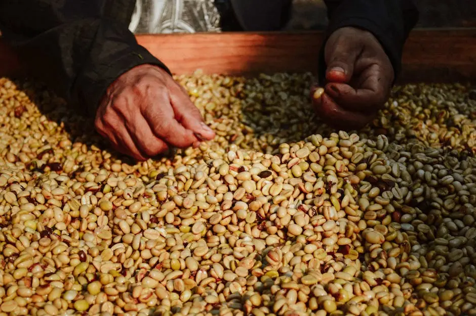 A close-up of hands sorting freshly harvested coffee beans in Veracruz, Mexico.