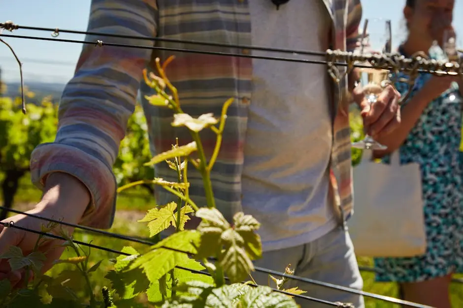 Visitors explore a vineyard, touching grapevines and enjoying wine under the sun.