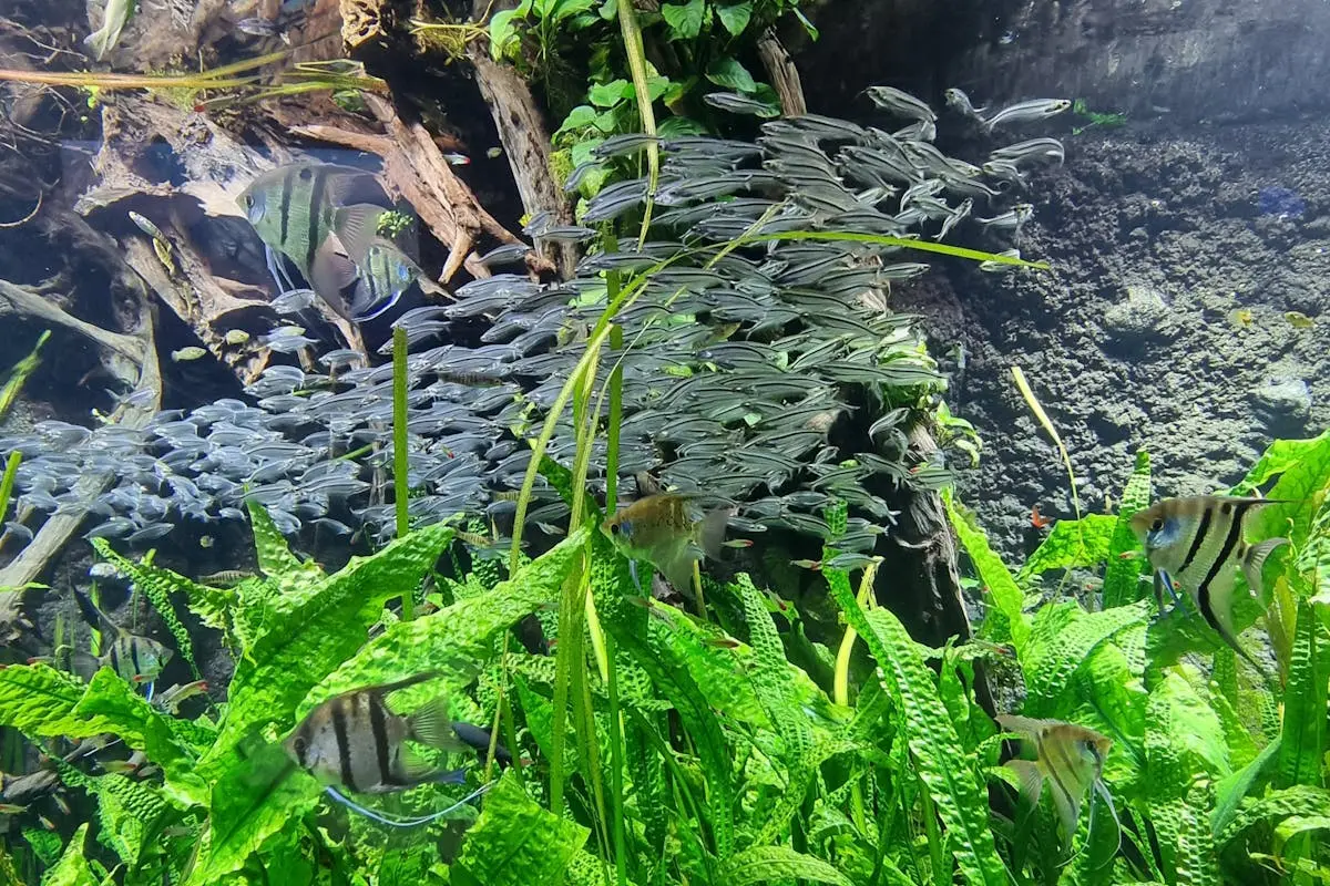 A Fishes in the Aquarium