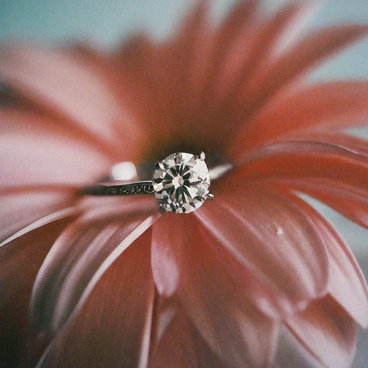 A gleaming diamond ring next to a delicate flower. 35mm stock photo