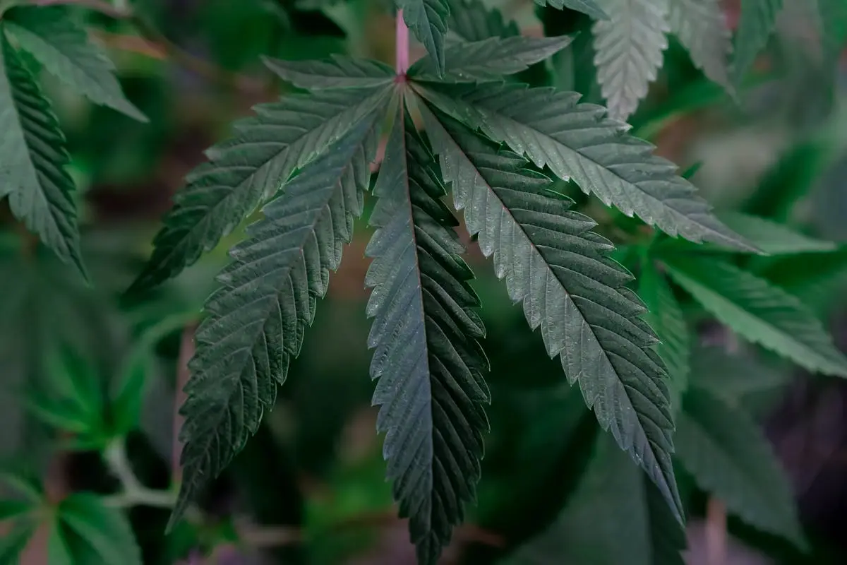 Close-Up Photo of Green Leafy Plant