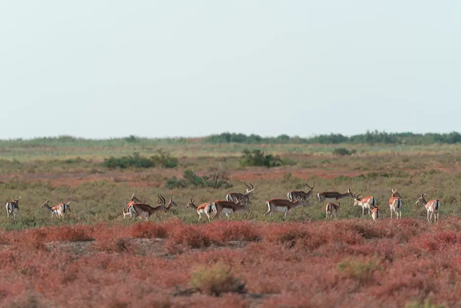 Herd of Gazelles Roaming the Vast Grasslands