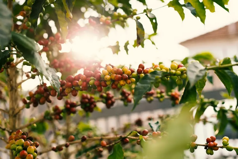 Sunlit coffee plant with ripe cherries on branches, showcasing nature’s bounty.