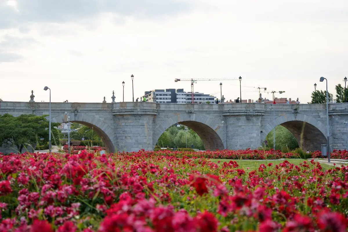 View of Pink Flowers and the Toledo Bridge, Madrid, Spain