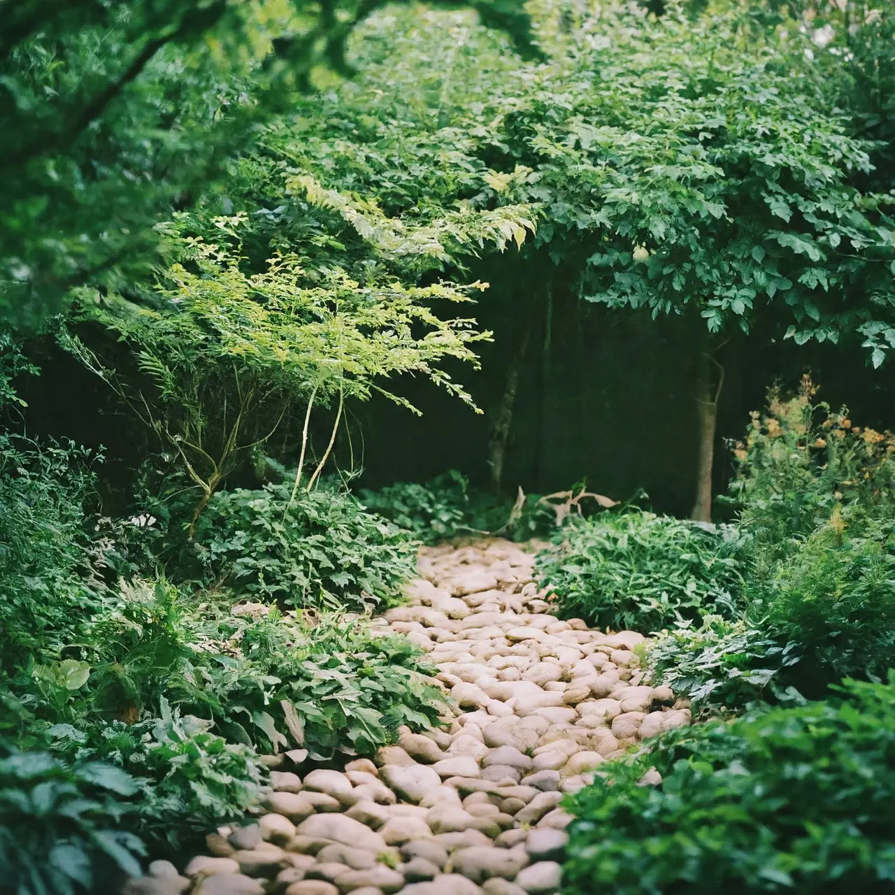 A tranquil garden with pebbles and greenery. 35mm stock photo