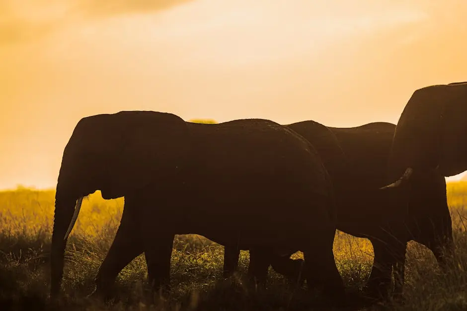 Elephants at Sunset