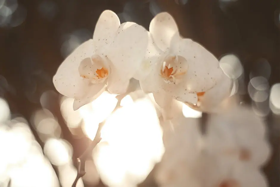 Close Up Photo of White Blooming Flowers