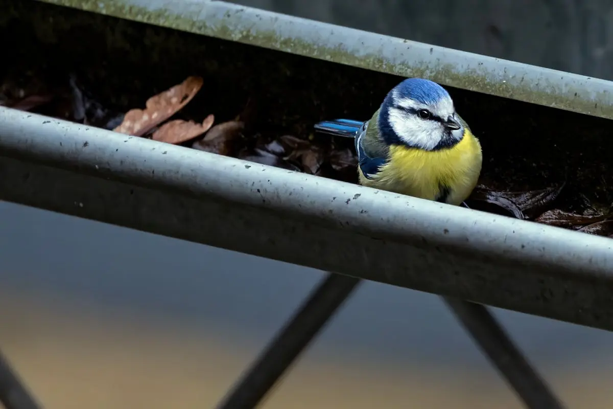 A Eurasian Blue Tit in a Gutter