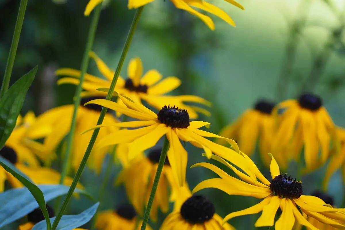 Black Eyed Susan Flowers in Close-up Photography