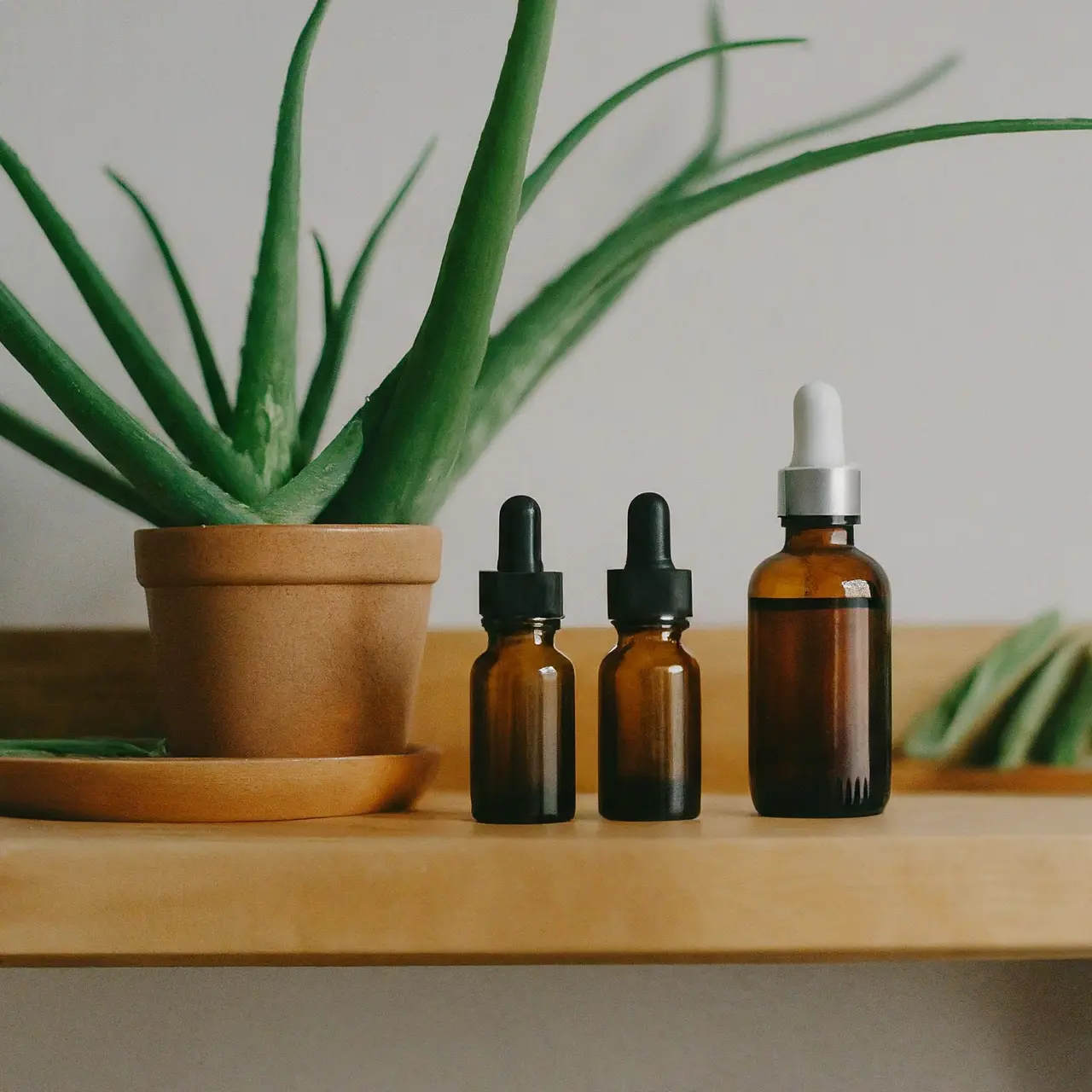Aloe Vera plants and essential oils on a wooden shelf. 35mm stock photo