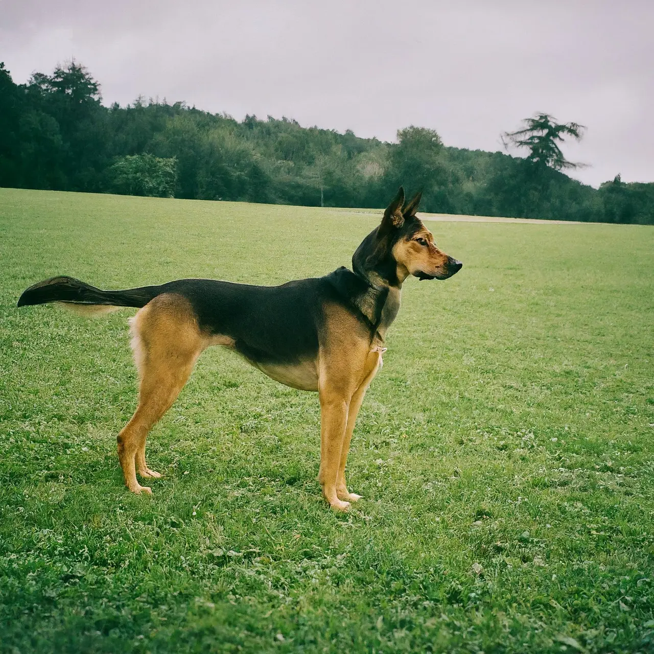 A focused dog practicing commands in an open field. 35mm stock photo