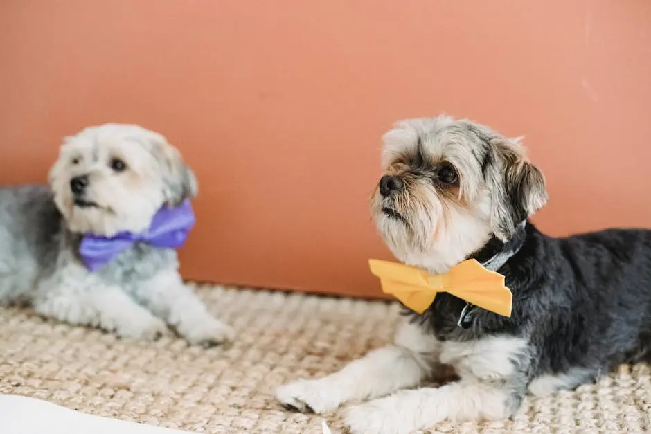 Calm dogs in festive bow ties