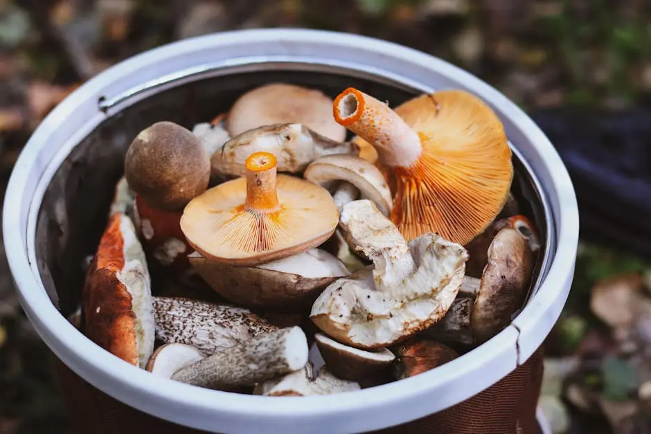 Basket of Freshly Foraged Wild Edible Mushrooms