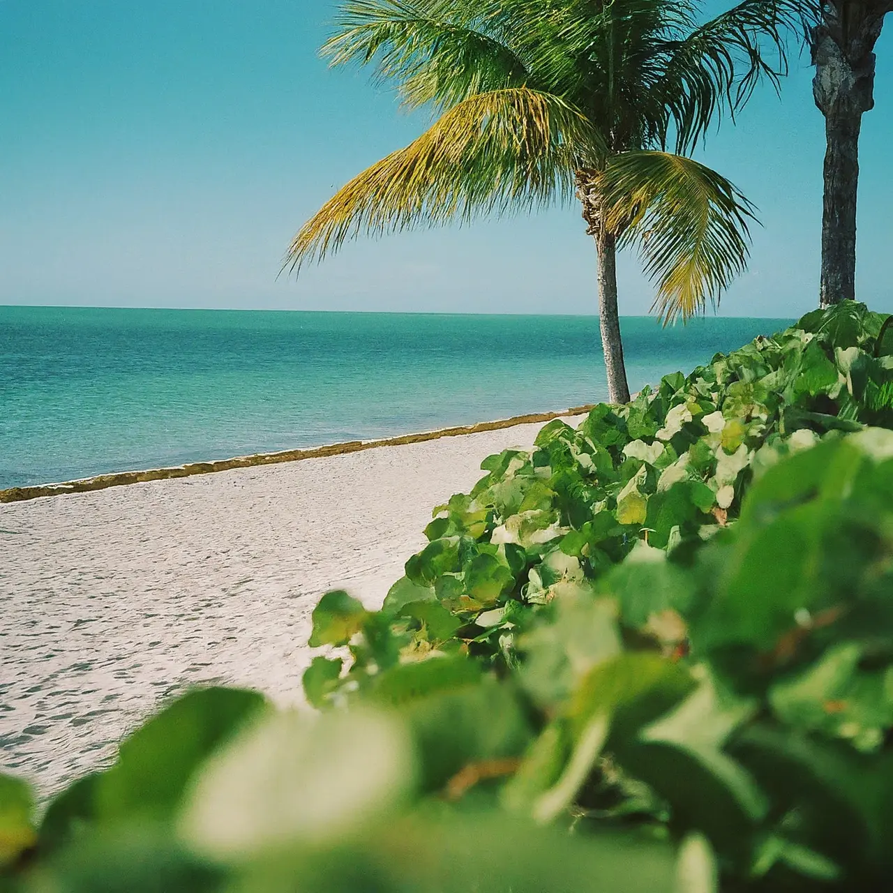 A pristine Key West beach with turquoise waters and palm trees. 35mm stock photo