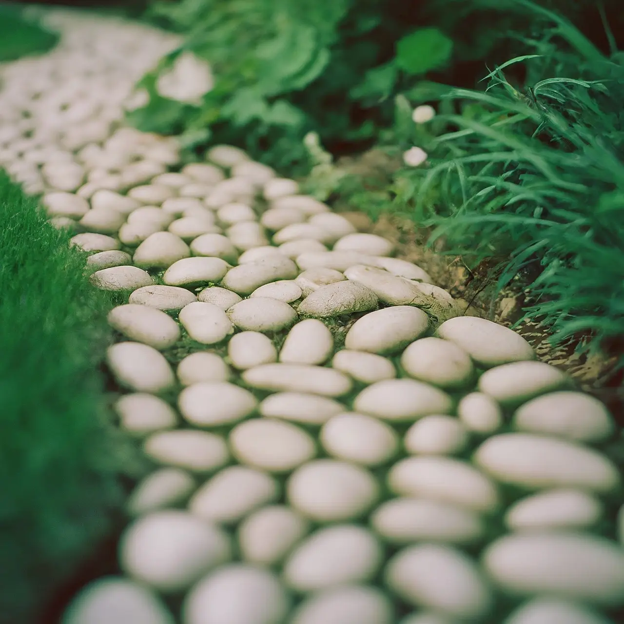 A tranquil garden path lined with smooth snow white pebbles. 35mm stock photo