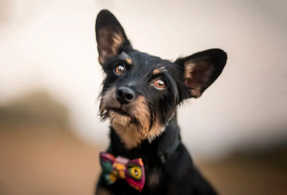 Close-up of a Small Dog Wearing a Bow Tie