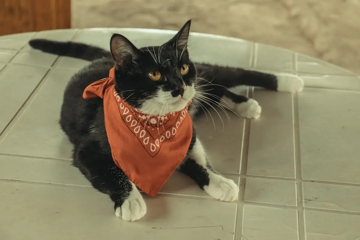 cat with neckerchief lying down