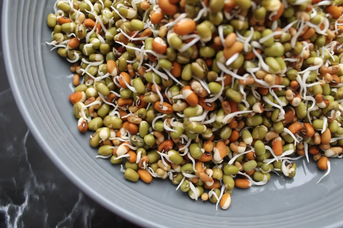 Close-Up Shot of Bean Sprouts