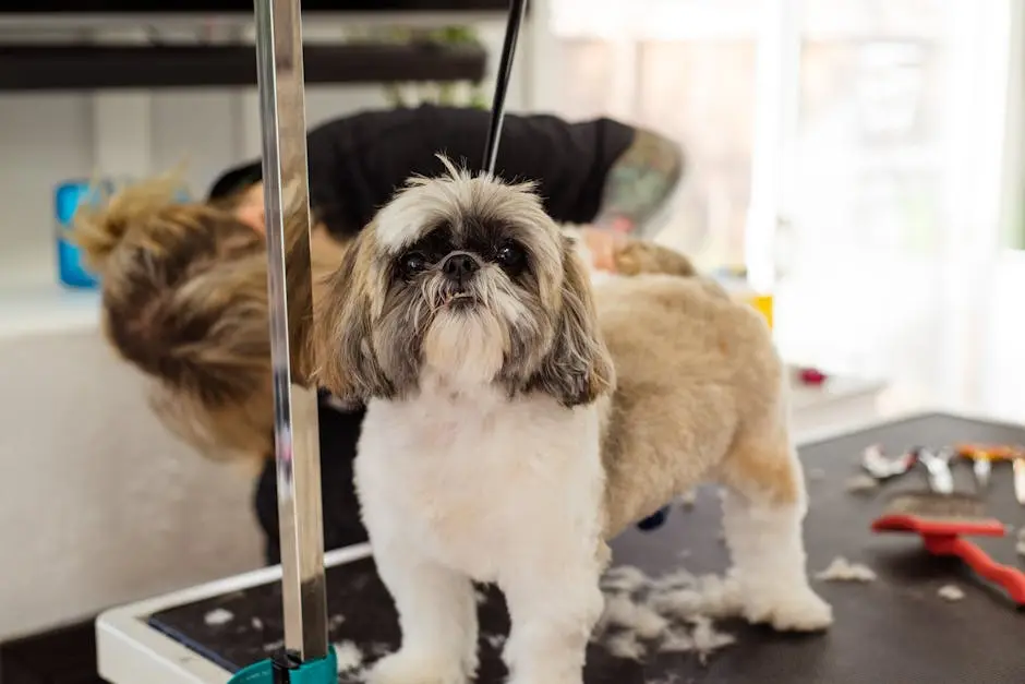 A Shih Tzu dog receives a professional grooming session with a focus on haircut and care.