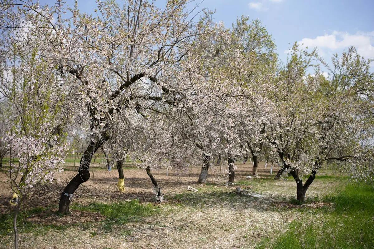 Almond blossom Budgaam ,Kashmir 