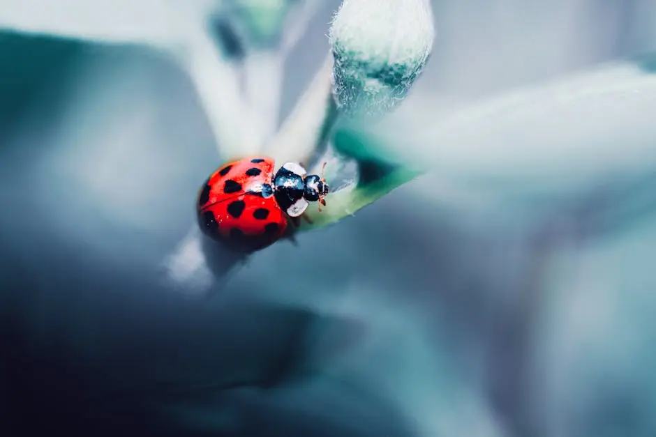 Ladybug On Plant