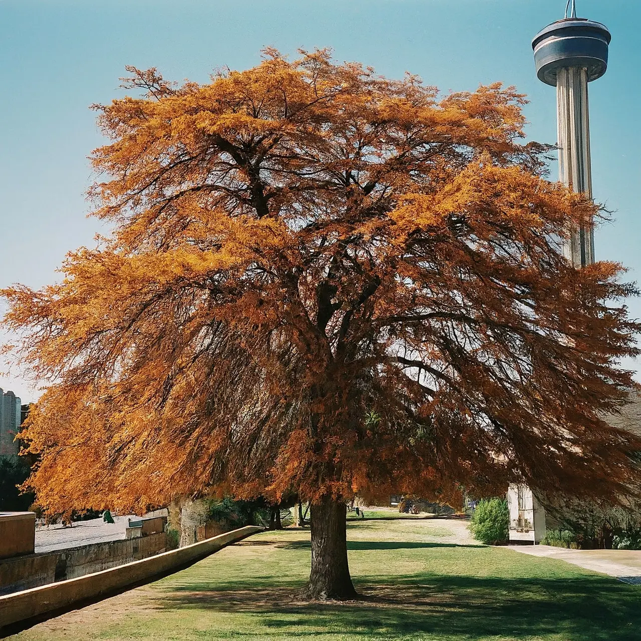 A vibrant tree with a San Antonio cityscape in the background. 35mm stock photo