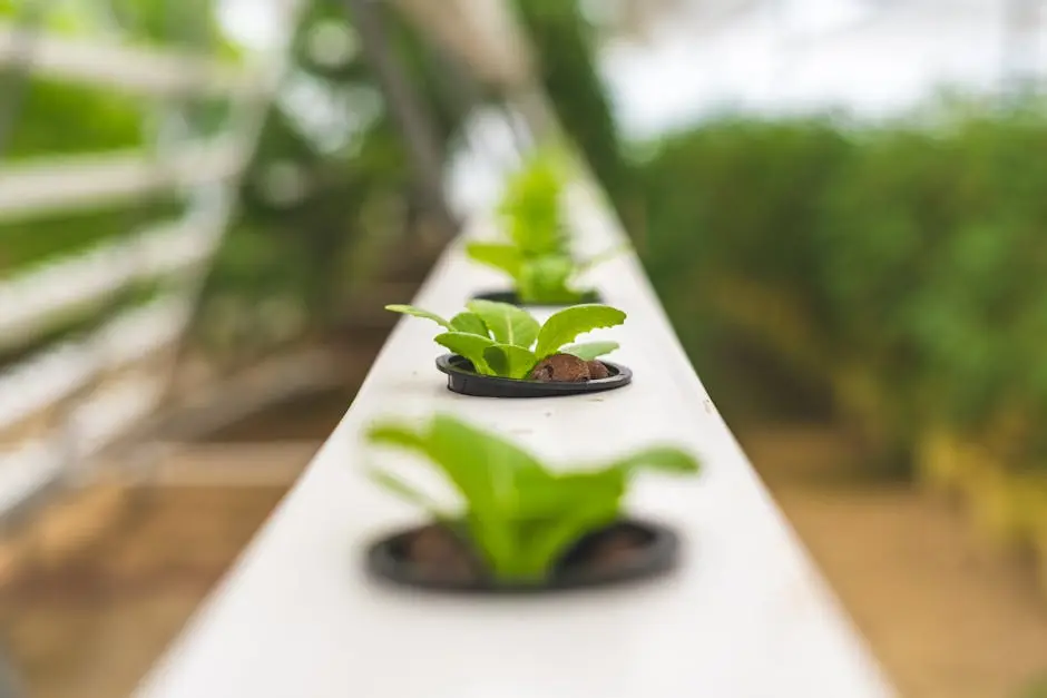 Close-up Photo of Lettuce Plant using Hydroponics Farming