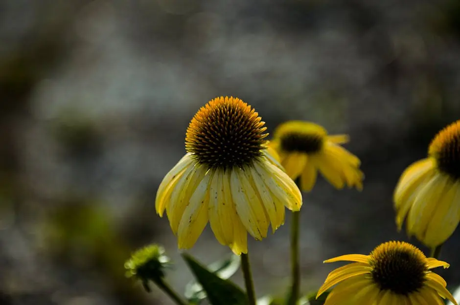 Close-Up Photo of Yellow Echinacea Flowers