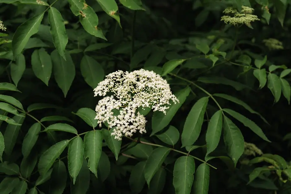 Black Elder Plant with White Flowers