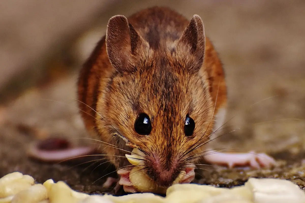 Brown Rat Eating Peanuts