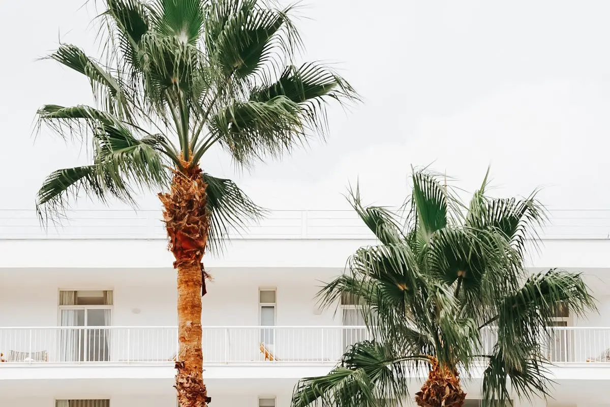 Tropical Palm Trees with White Building Backdrop