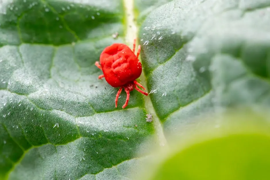 Free stock photo of agricultural pests, arachnids, biological control