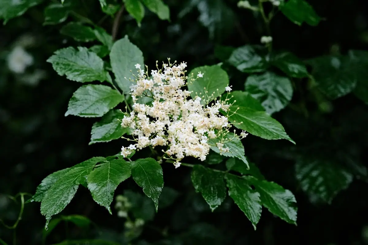 Black Elderberry Flowers