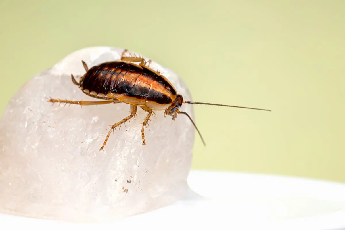 Close-up Shot of a Cockroach 
