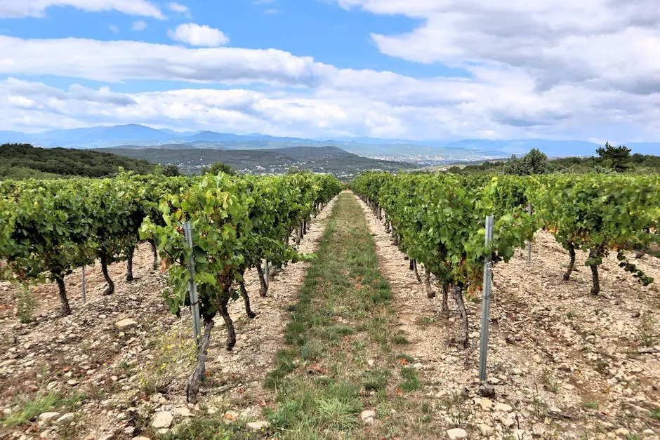 Free stock photo of grapevines, mountains