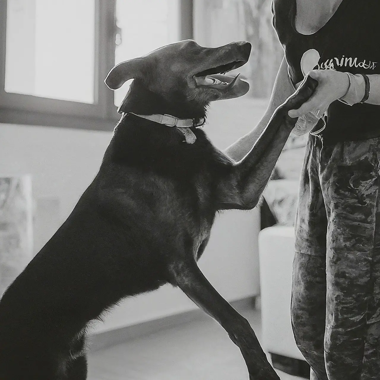 A dog trainer warmly greeting a happy dog at home. 35mm stock photo