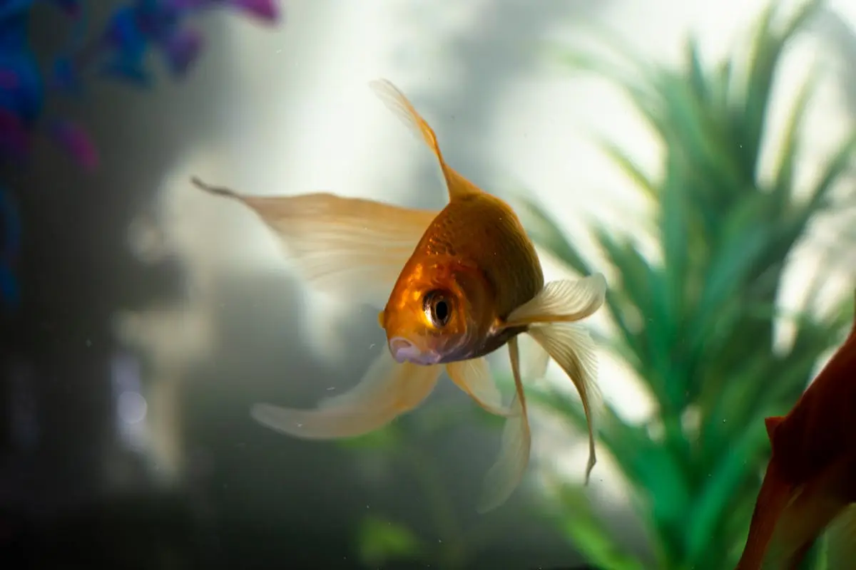 Goldfish in Water