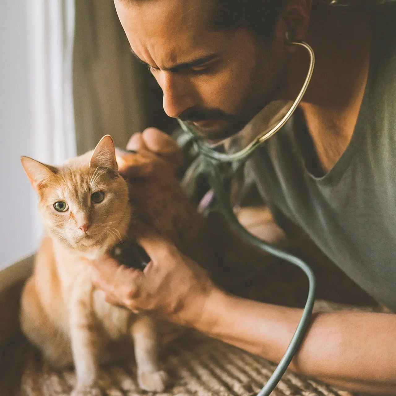 A concerned cat owner checking their pet’s health at home. 35mm stock photo