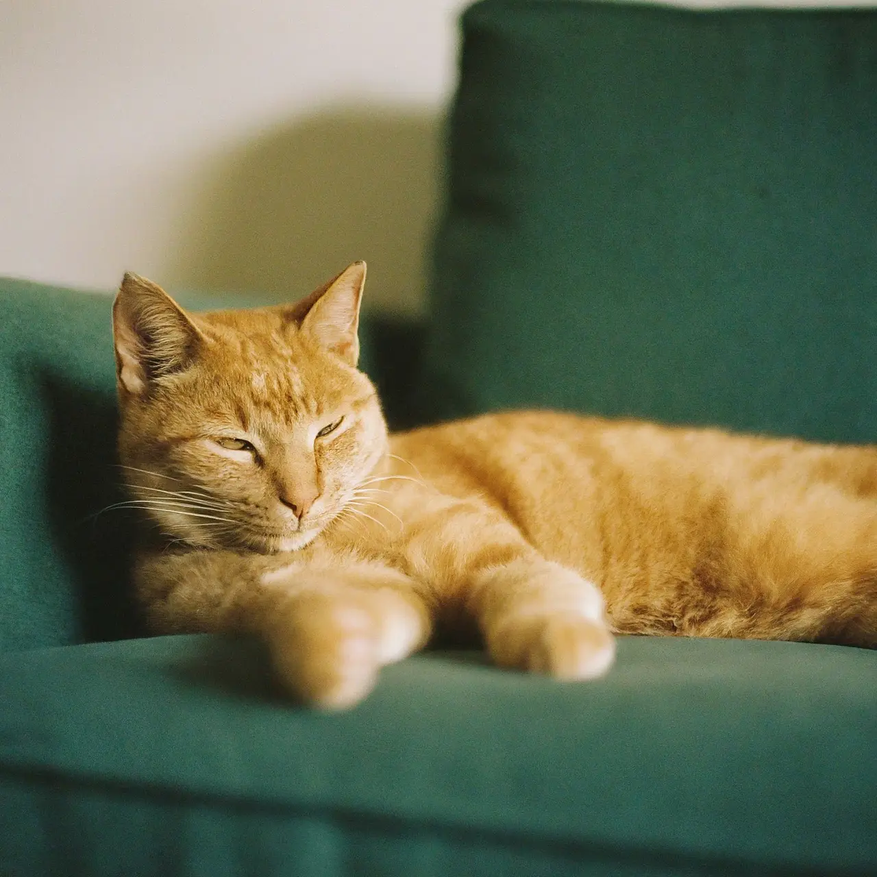 A content cat lounging on a cozy sofa. 35mm stock photo