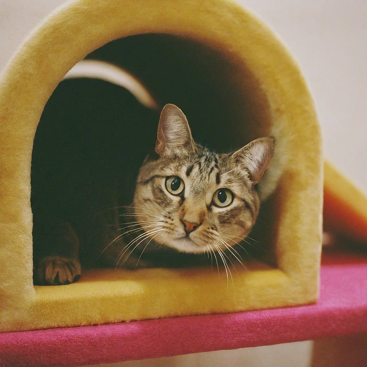 A cat playing in a multi-level indoor playground. 35mm stock photo