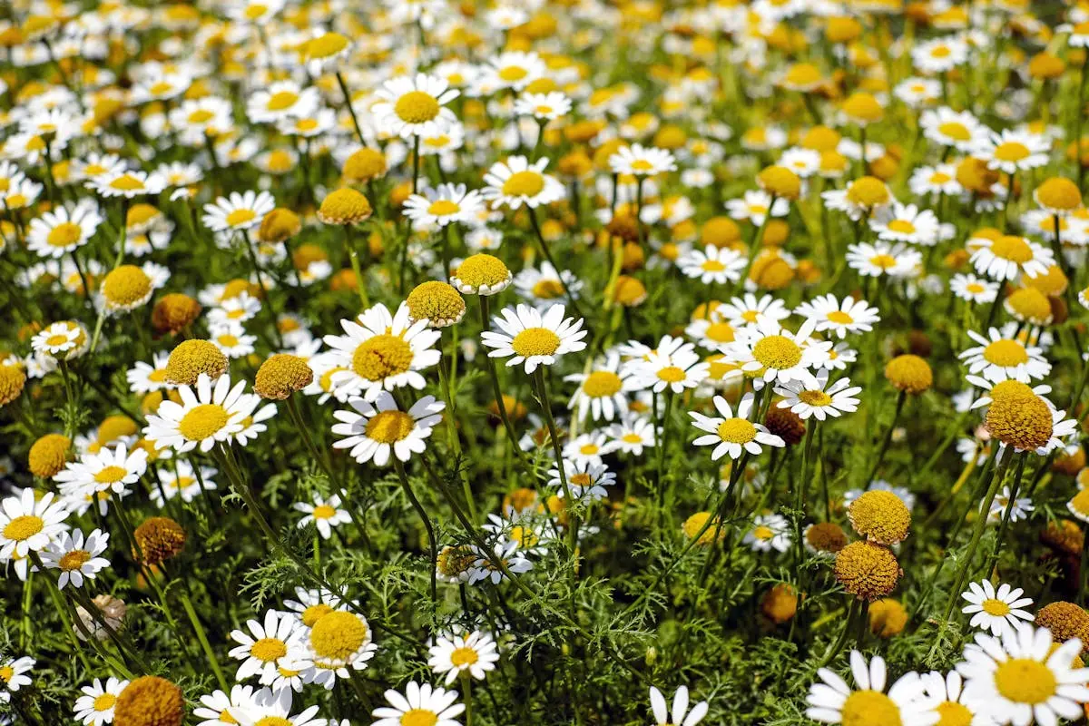 Shallow Focus Photography of Yellow and White Flowers during Daytime