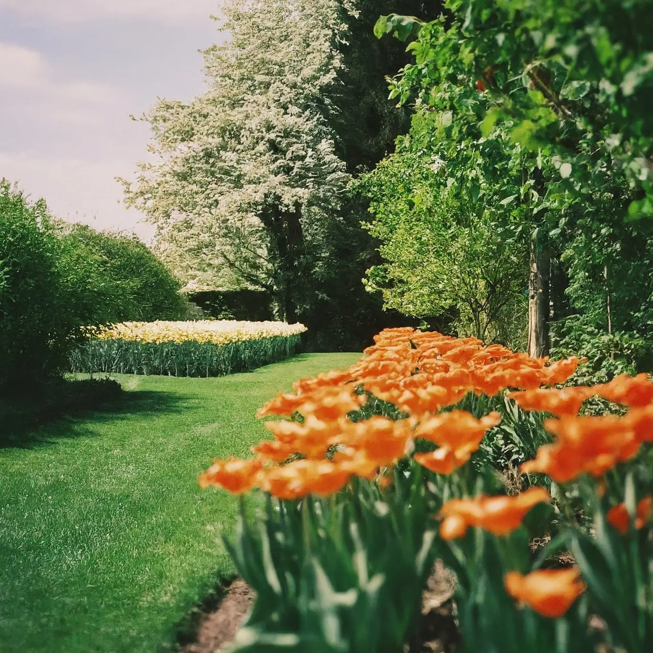 A tranquil garden with blooming flowers and sunshine. 35mm stock photo