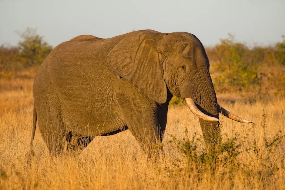 Majestic African elephant (Loxodonta africana) roaming freely in the golden savanna grasslands during daytime.