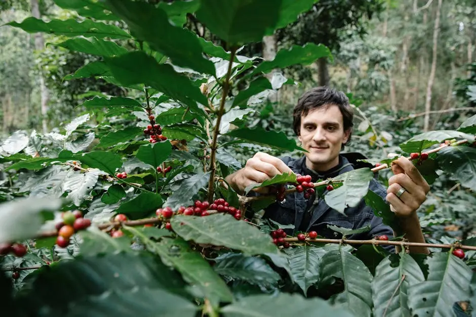 A farmer picking ripe coffee cherries from a lush plantation, showcasing sustainable agriculture.