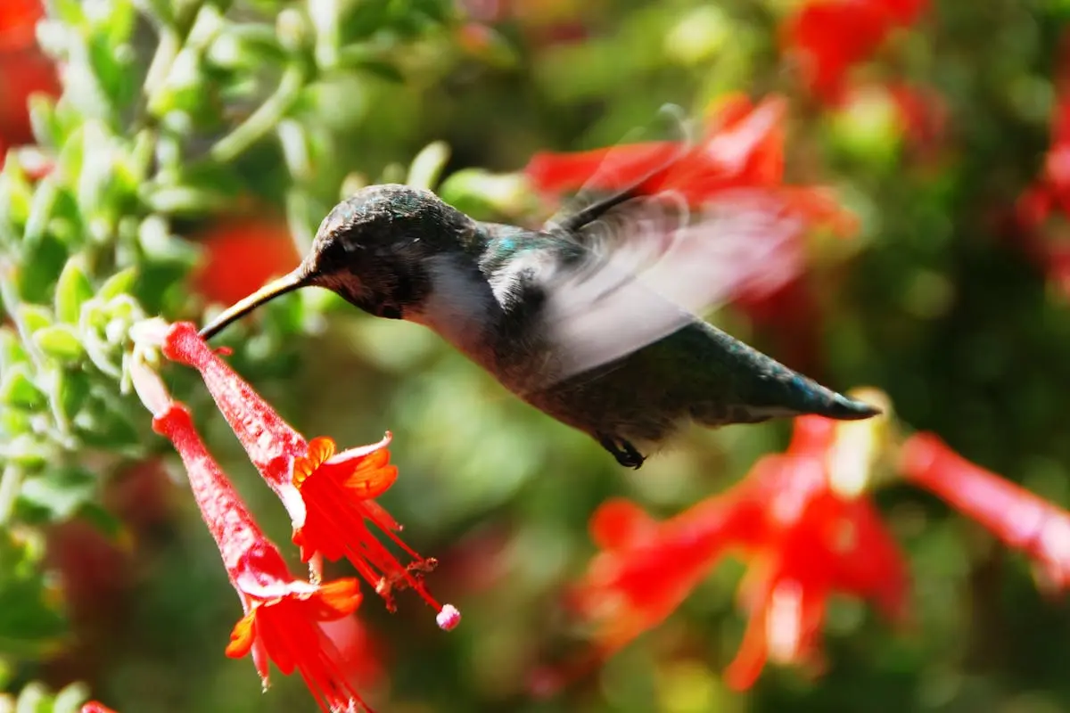 Black Hummingbird Selective Focus Photography