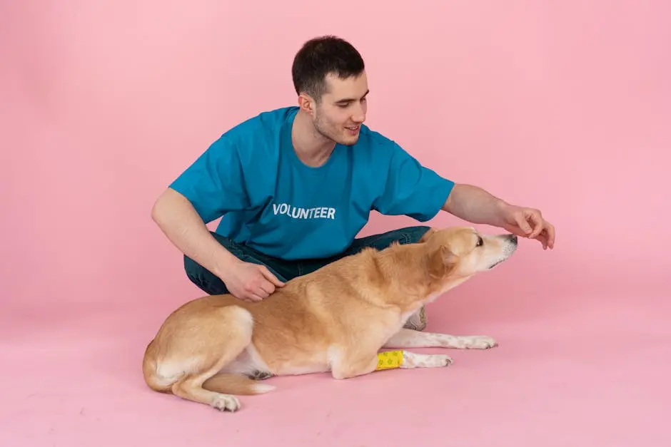 A volunteer in a blue shirt feeds a dog in a pink studio setting, showcasing care and love.