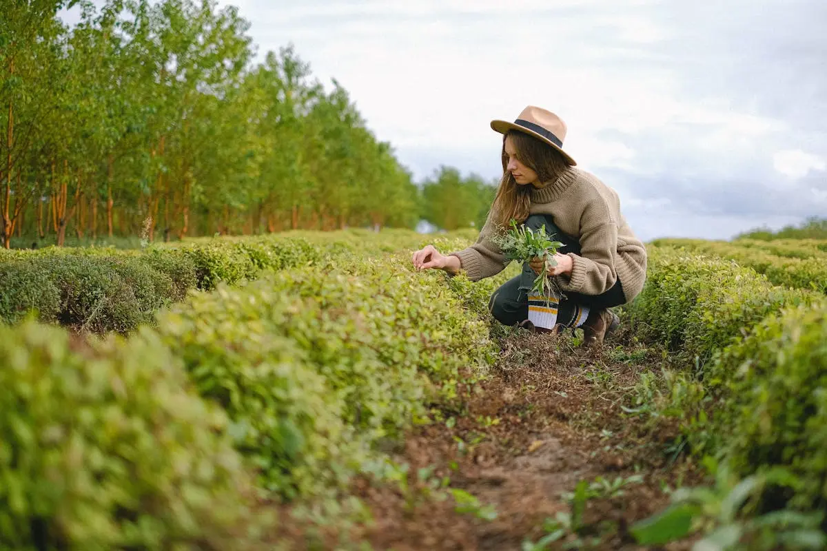 A female farmer in a straw hat harvesting herbs in a rural plantation field.