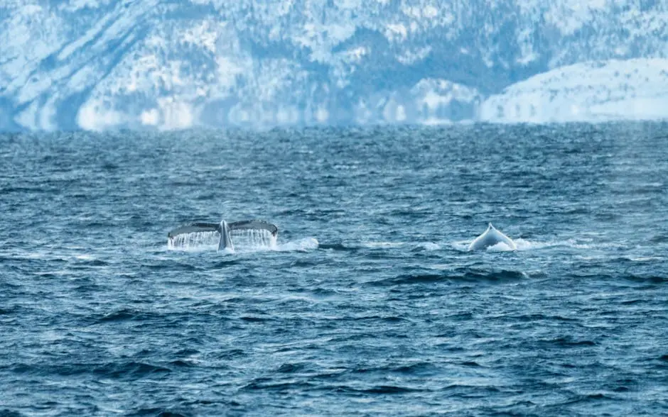 Whale Swimming in the Ocean near a Shore Covered in Snow